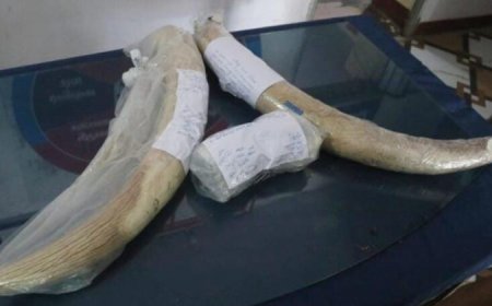 एसटीएफ ने हरिद्वार में हाथी दांत के साथ दबोचे वन्यजीव तस्कर