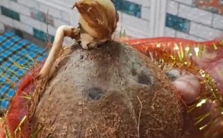 नारियल से उभरे गणेश जी के वाहन मूषक की आकृति…