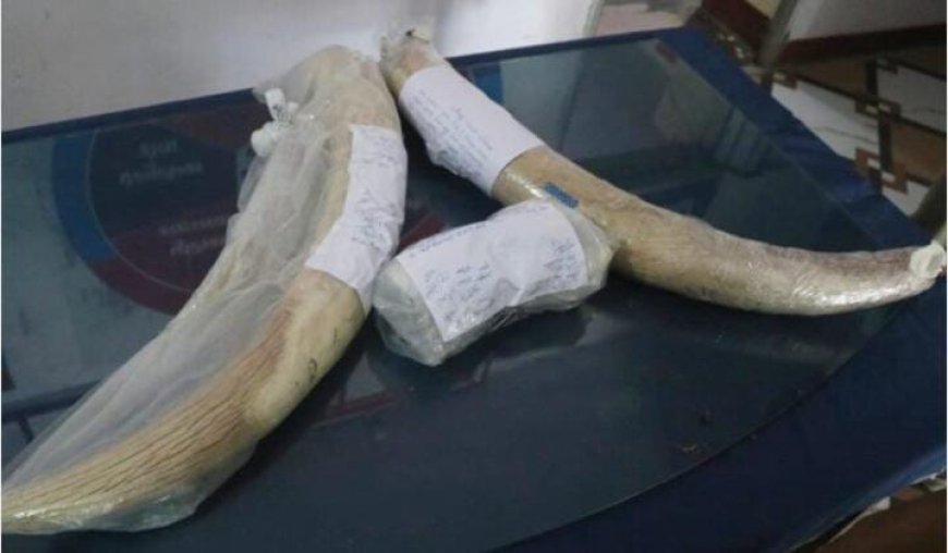 एसटीएफ ने हरिद्वार में हाथी दांत के साथ दबोचे वन्यजीव तस्कर