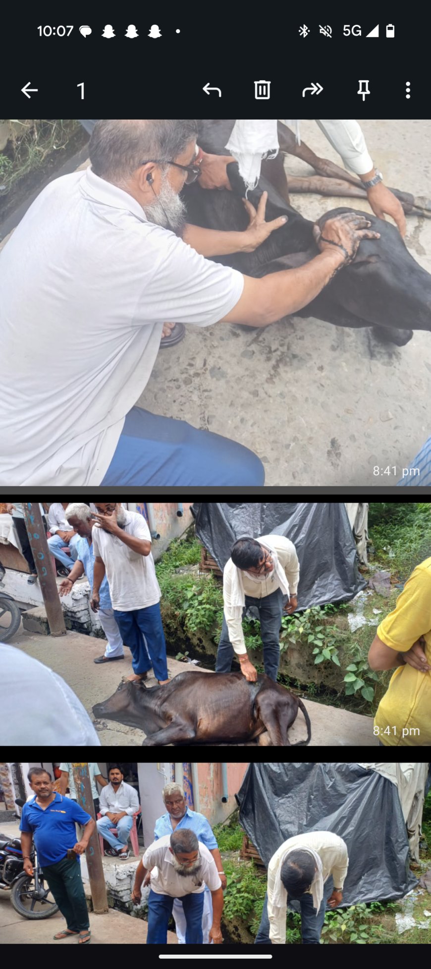 एक खाद व कीटनाशक पदार्थो के विक्रेता की लापरवाही के चलते एक निराश्रित गौवंश ने यूरिया खाद खा लिया।तमाम प्रयासों के बाबजूद उसे बचाया नही जा सका